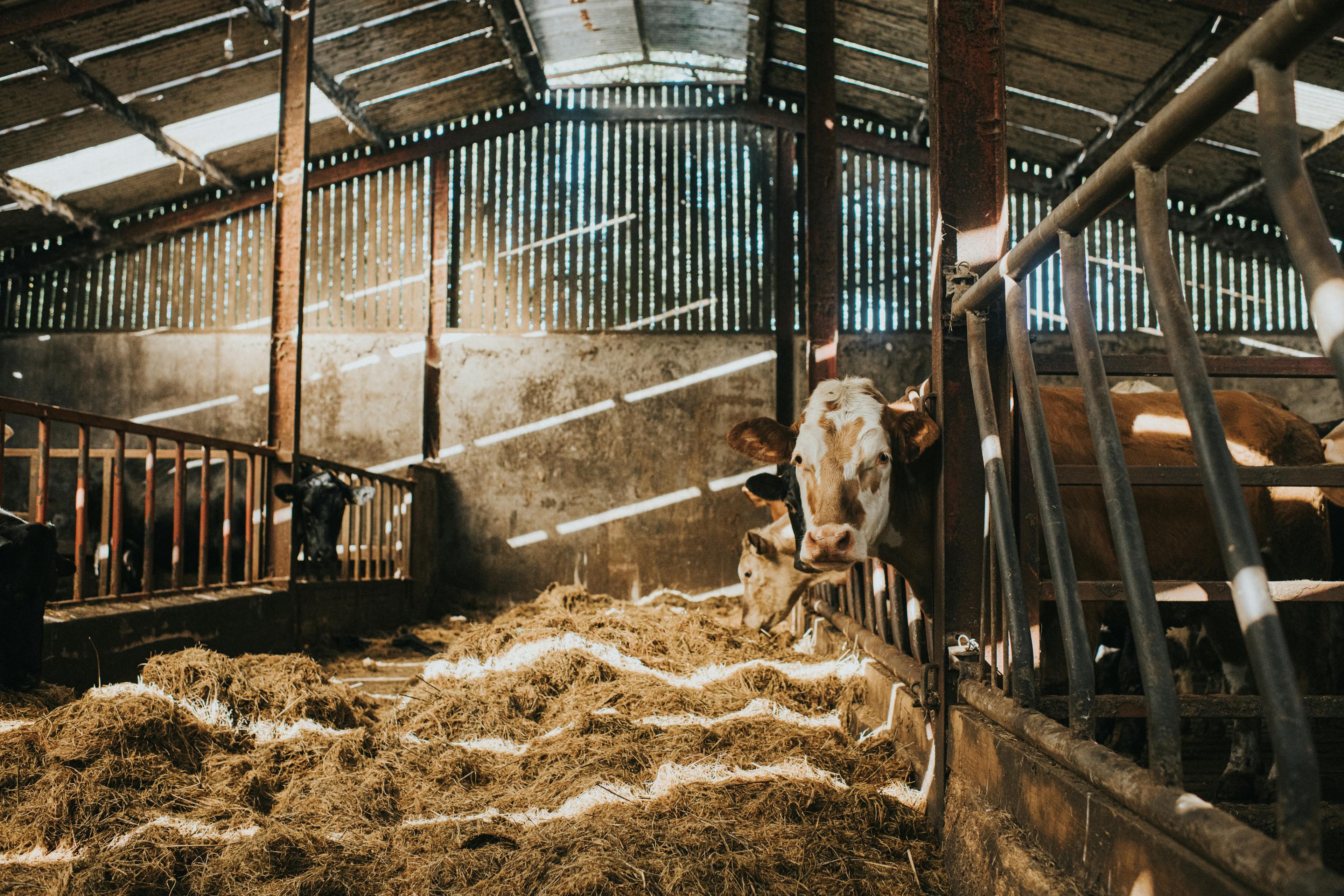 Eine Kuh steht im Stall auf Heu. Es fällt Sonnenlicht durch das Fenster.