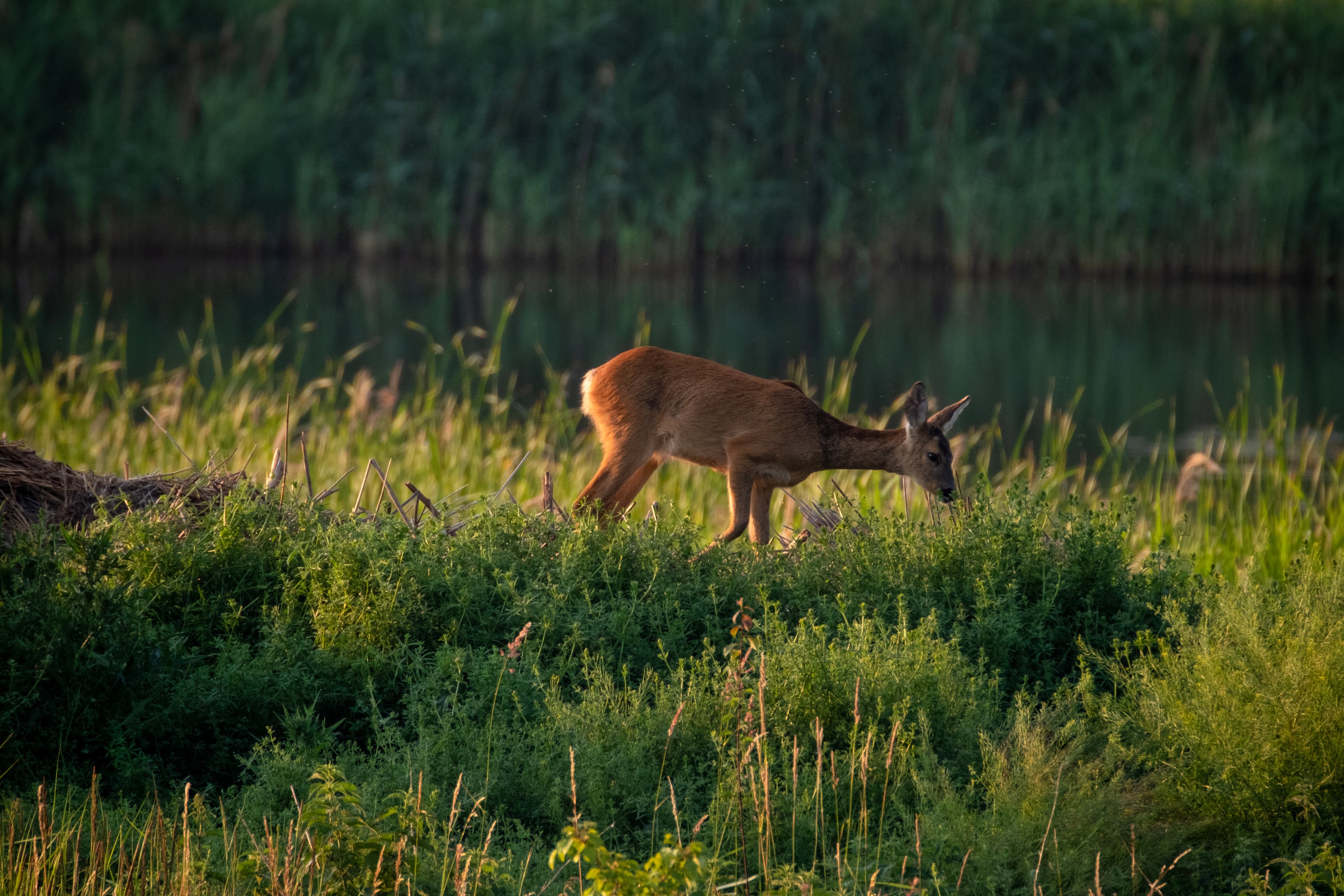 Ein Reh steht auf einer Lichtung im Wald an einem Teich.