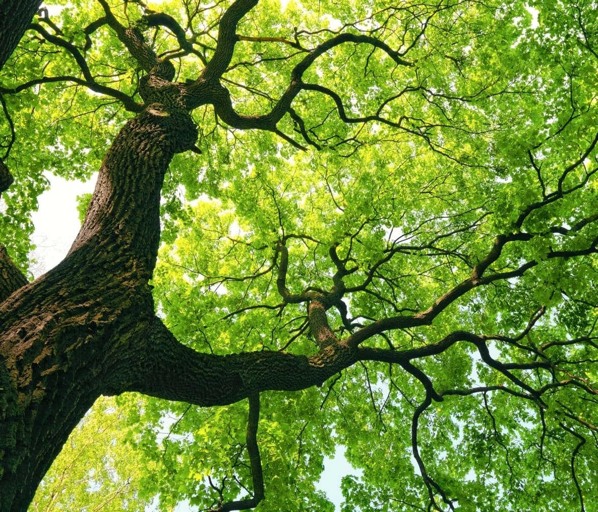 Ein großer grüner Laubbaum von unten fotografiert.