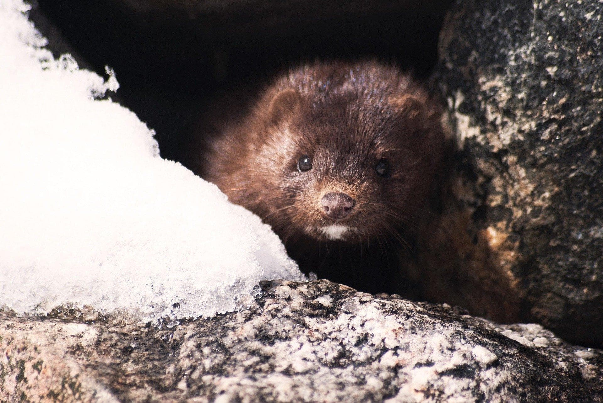 Ein Nerz sitzt zwischen zwei Felsen und frisst Schnee