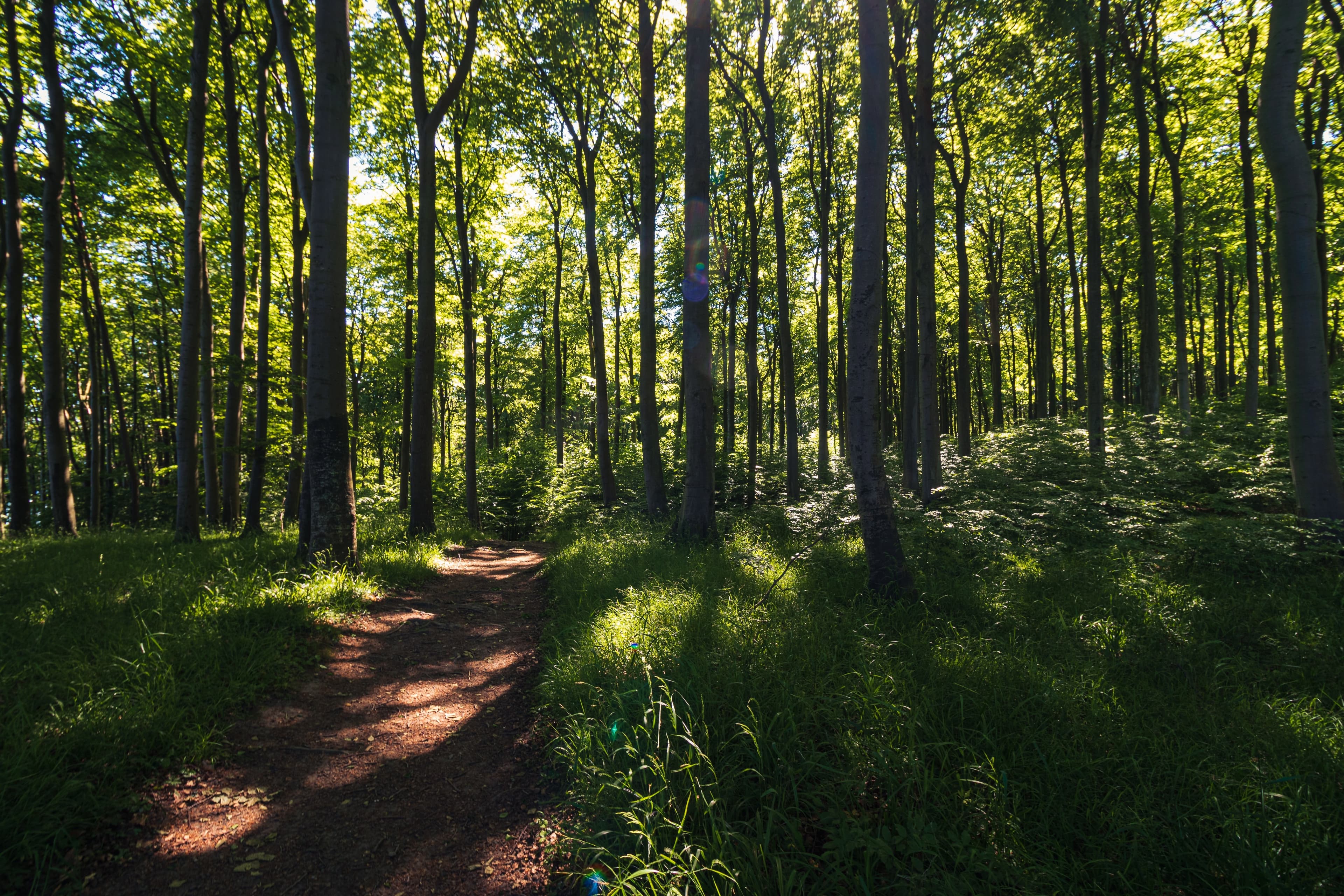 Grüner Wald mit Waldweg