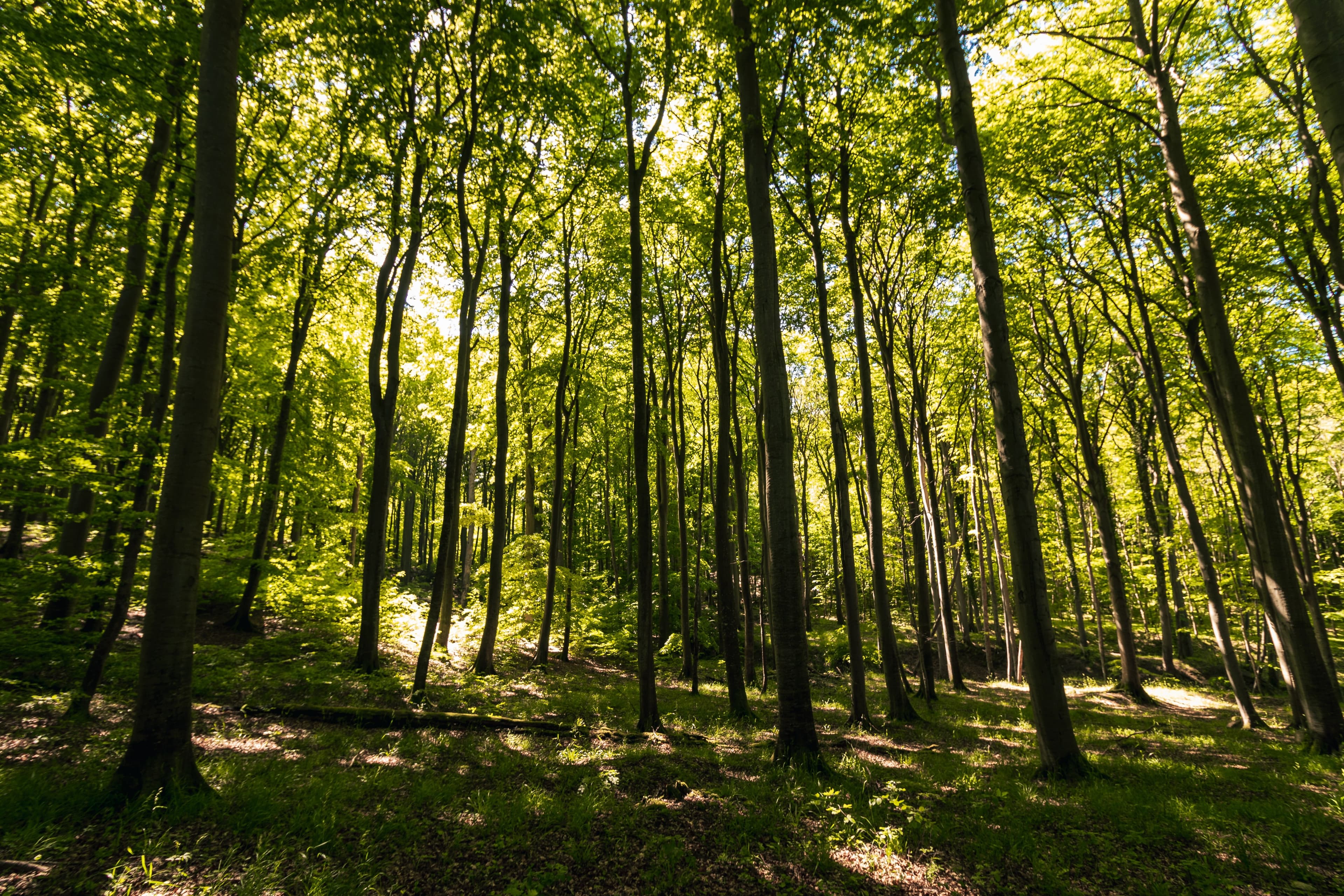 grüner Wald