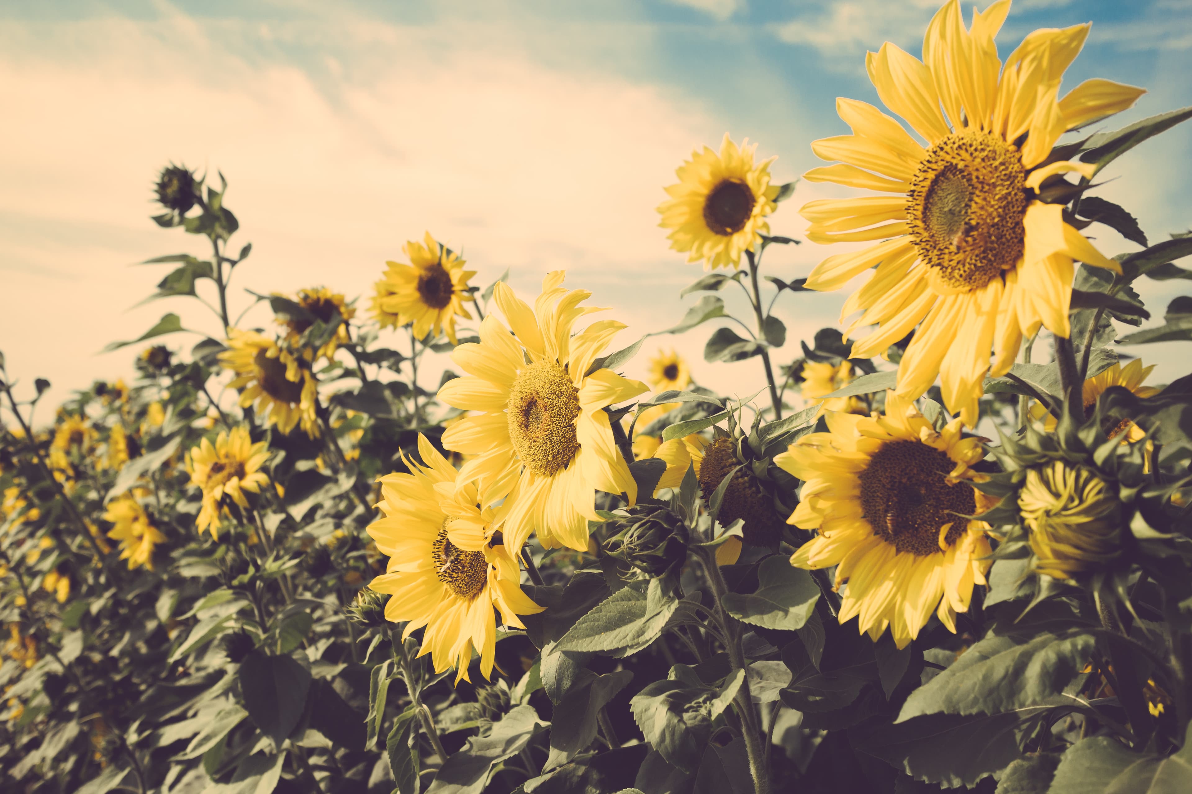Ein Sonnenblumenfeld mit blauem Himmel.