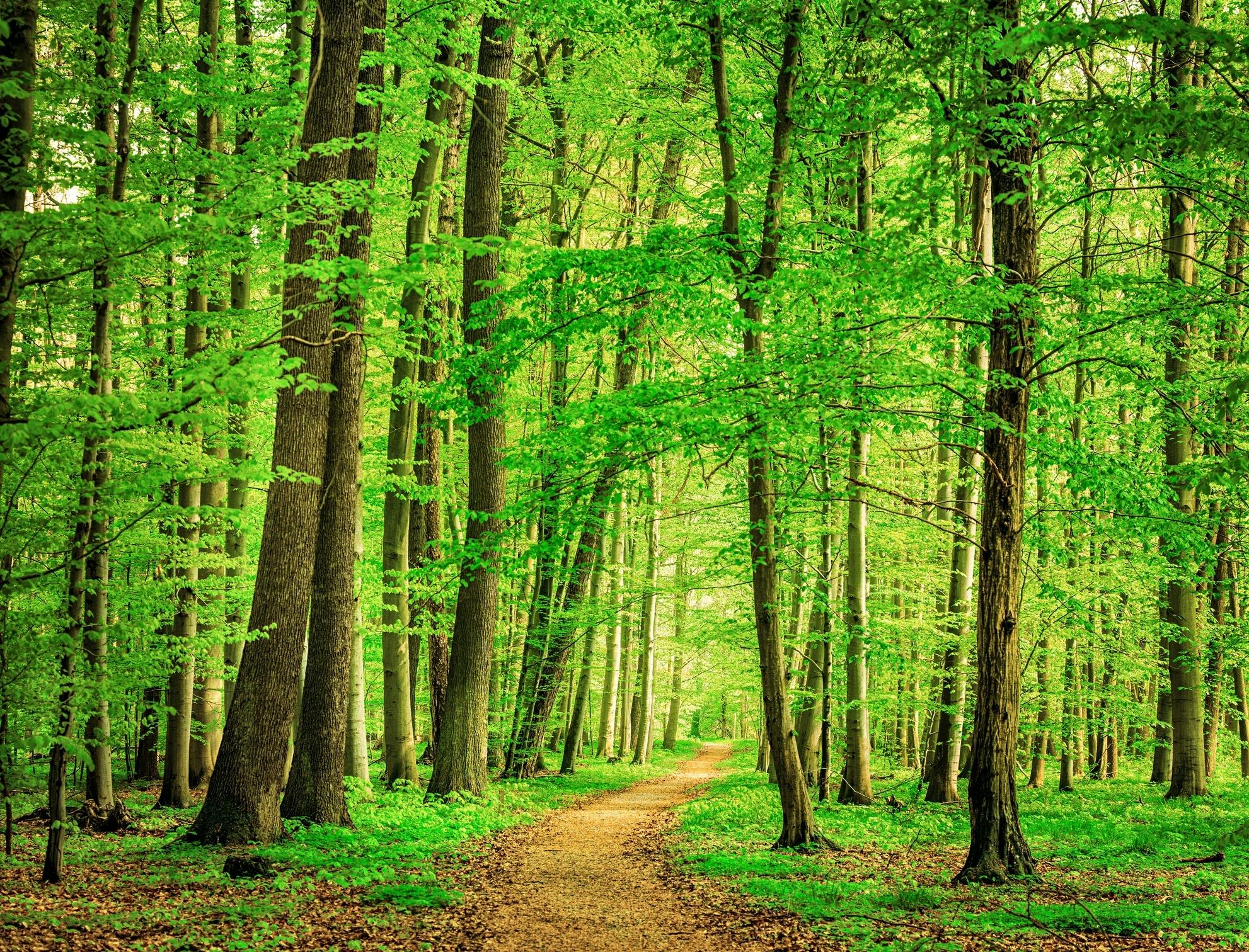 Ein grüner Laubwald, durch den ein kleiner Weg führt.