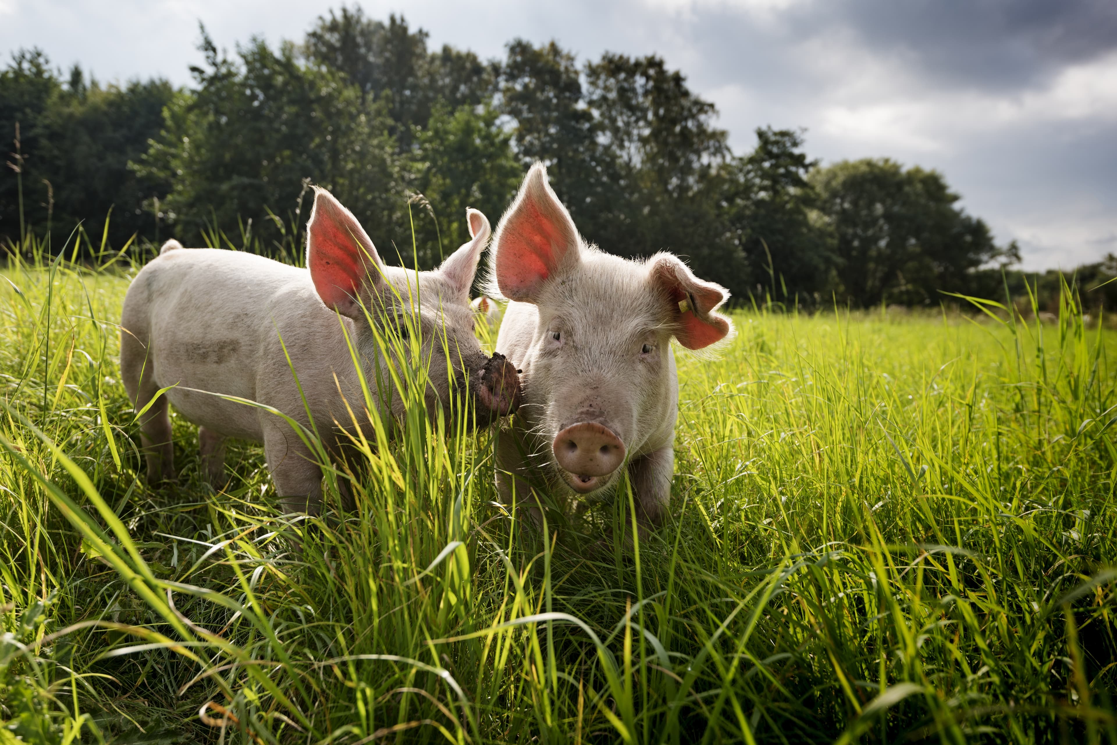 Zwei Ferkel tollen zusammen auf der Wiese