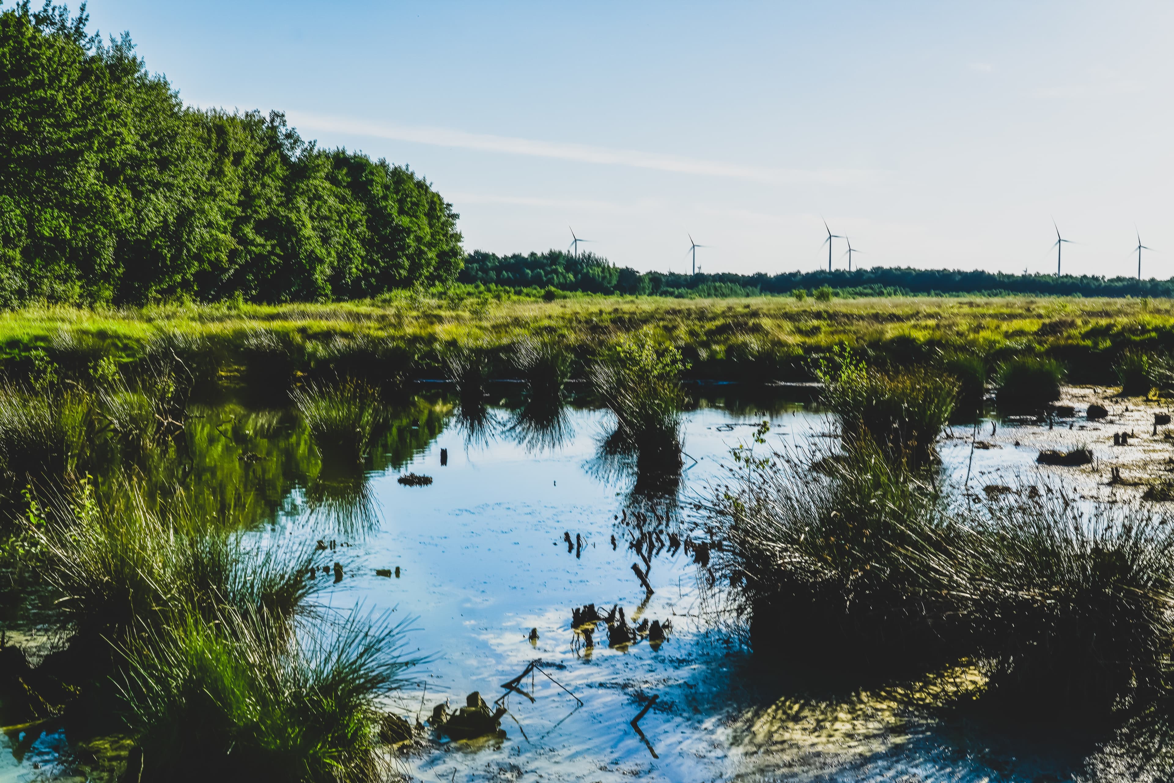 Ein Moor
