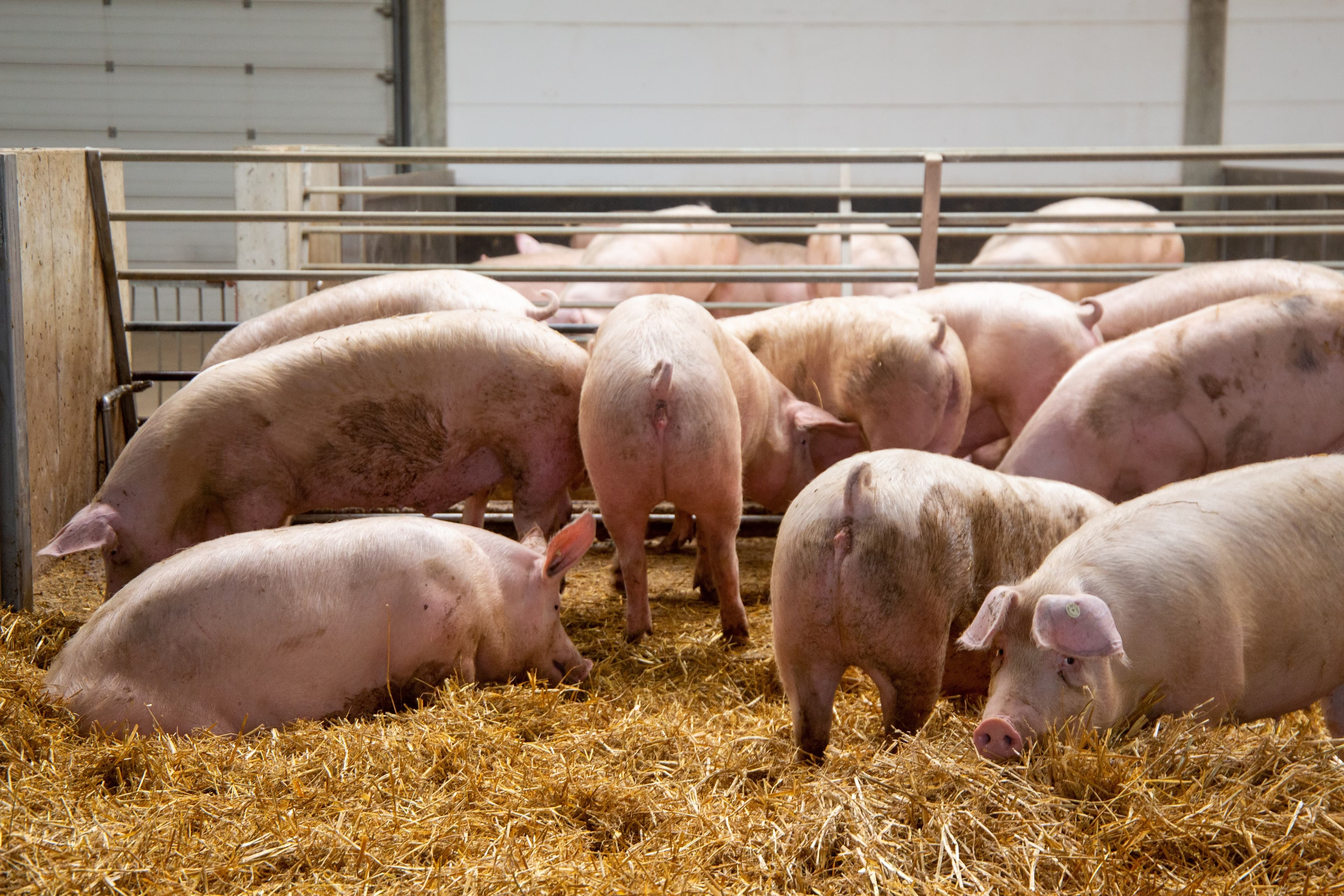 Schweine in einem Stall