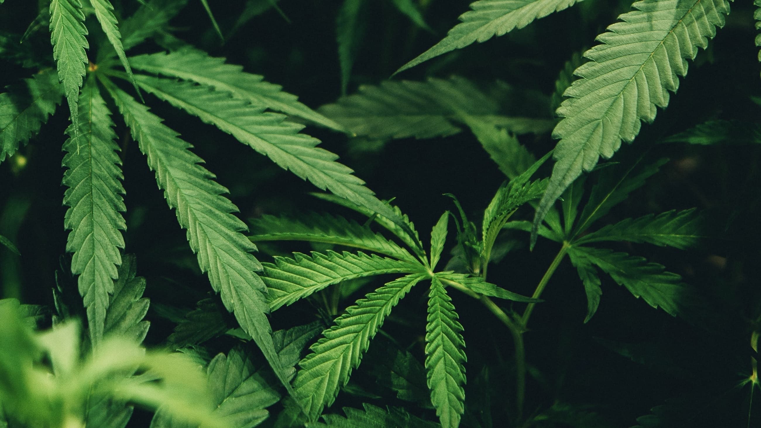 Cannabis Pflanze