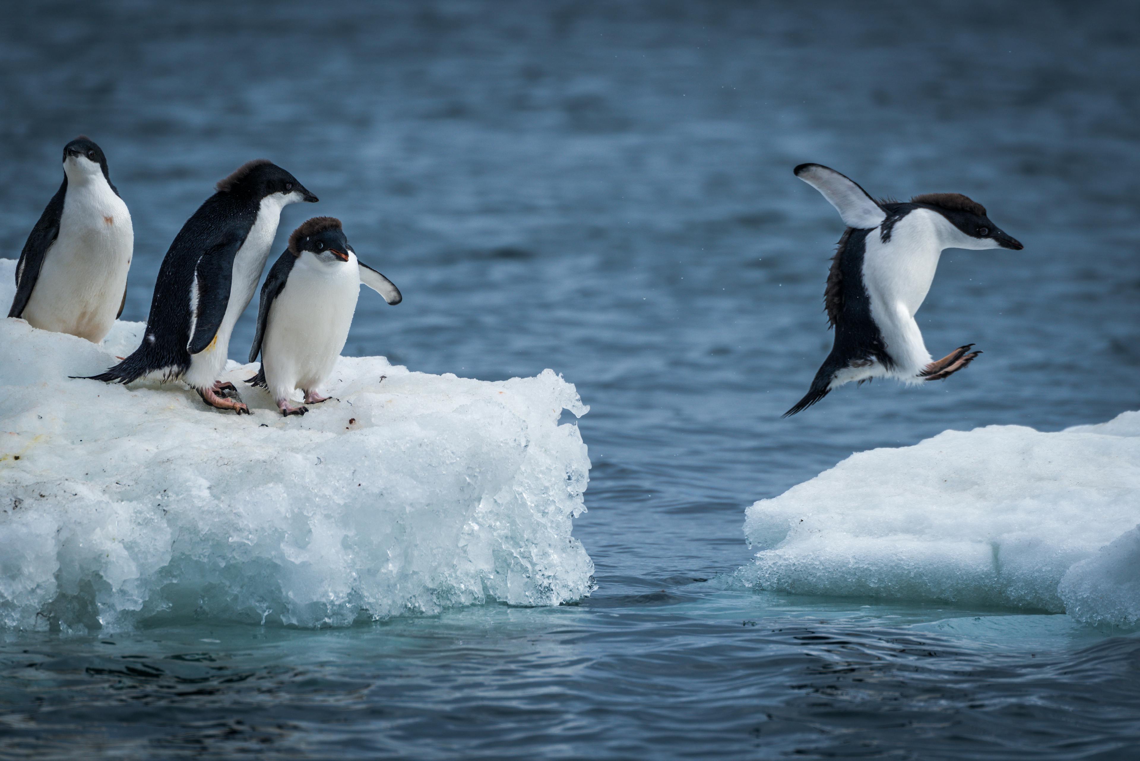 Drei Pinguine sitzen auf einer Eisscholle, ein Pinguin springt auf eine andere Eisscholle über den Ozean.