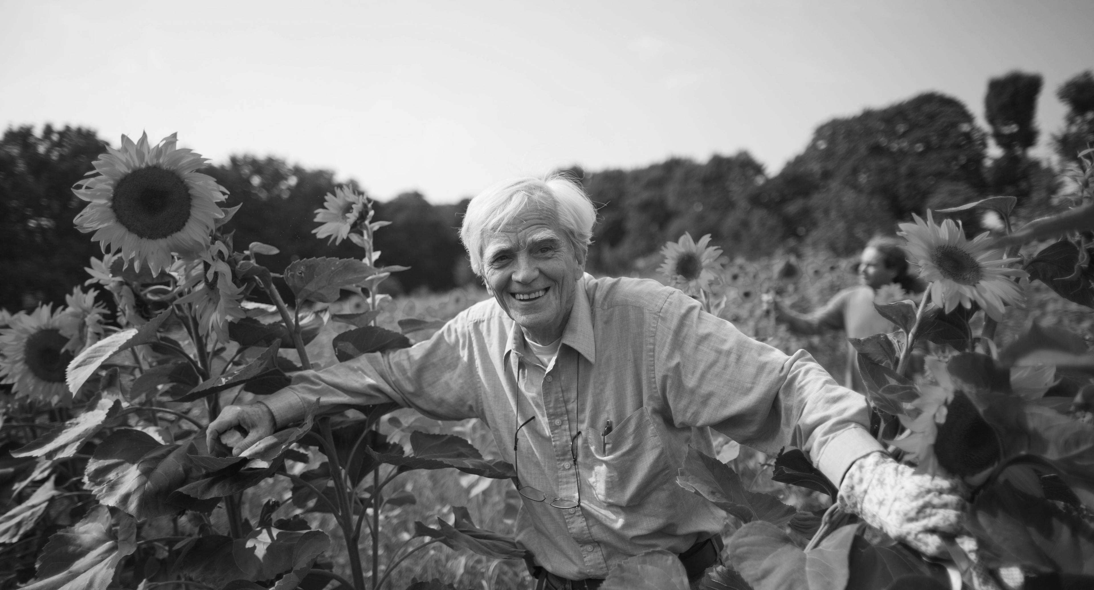 Schwarz-weiß Bild von Hans-Christian Ströbele in einem Sonnenblumenfeld