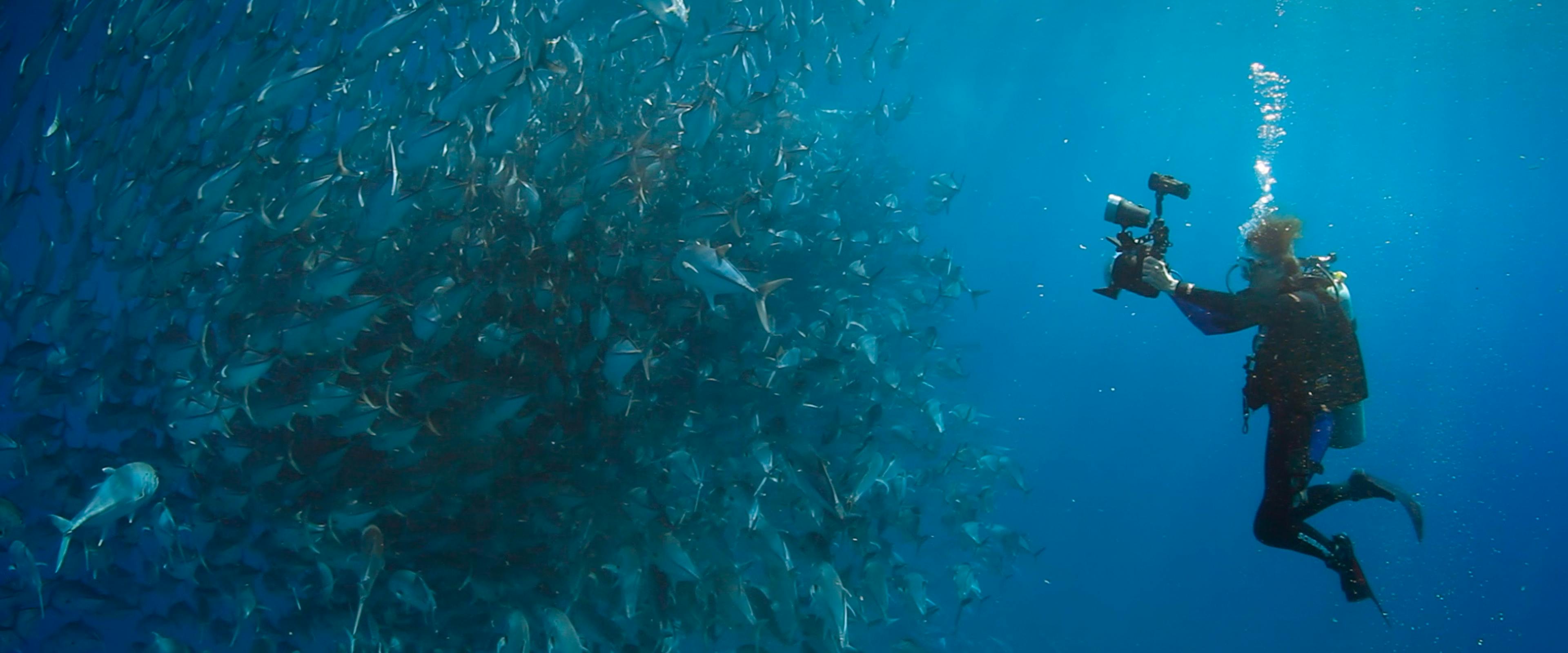 Ein Taucher fotografiert unterwasser einen großen Fischschwarm