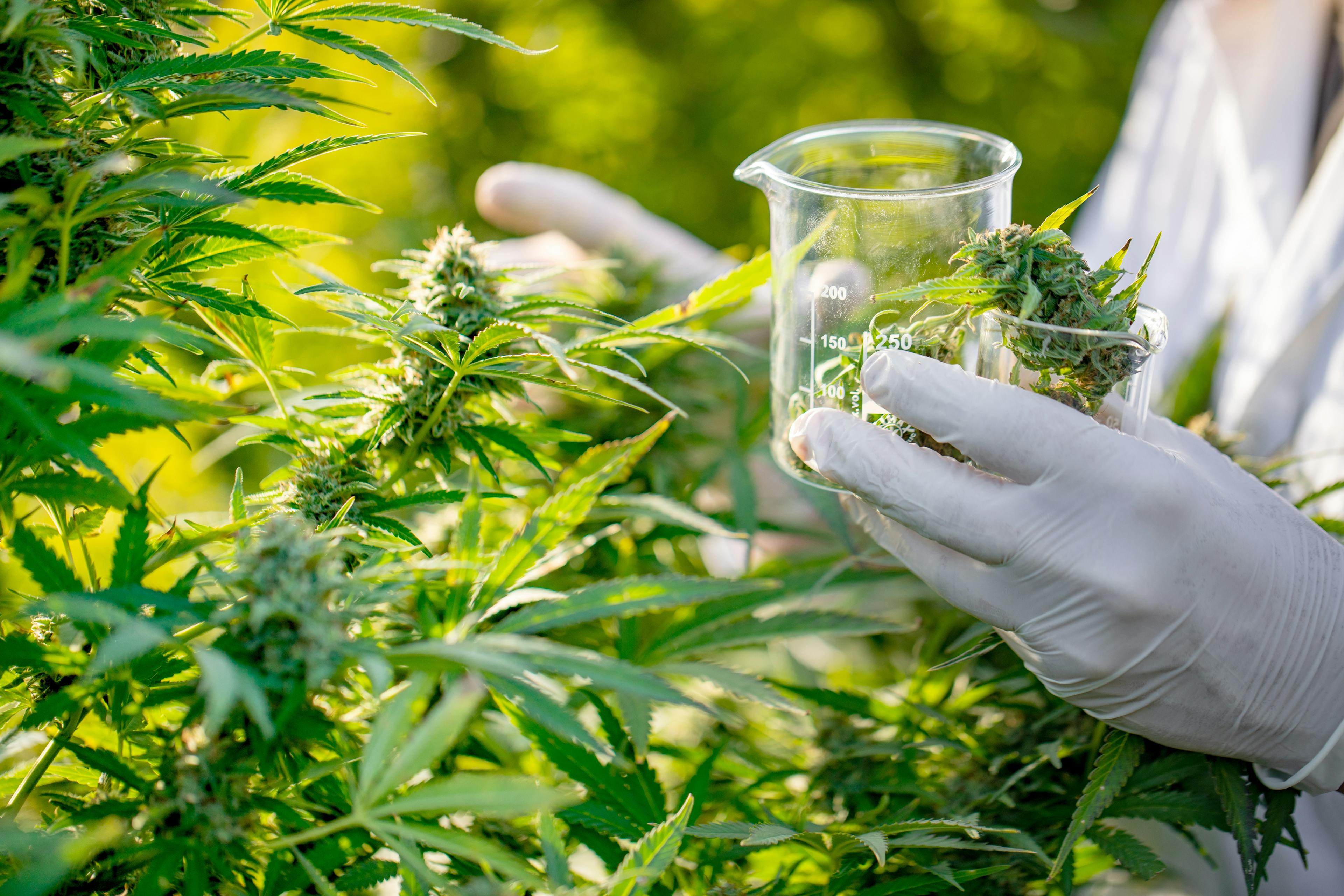 Cannabis Pflanzen werden geerntet
